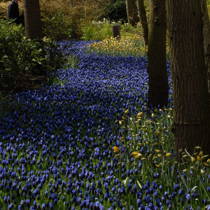 Buy Muscari latifolium (Broad-leaved Grape Hyacinth) Bulbs online UK
