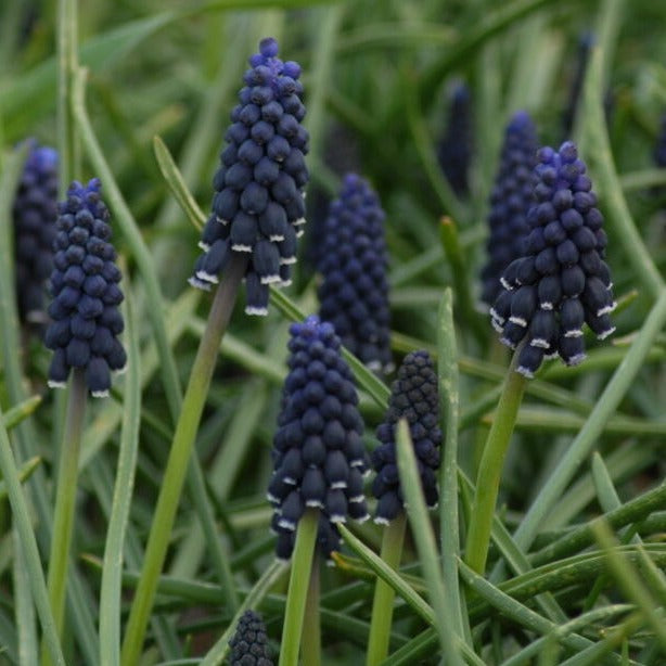 Buy Muscari neglectum (Common Grape Hyacinth) Bulbs online UK