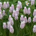 Buy Muscari 'Pink Sunrise' Bulbs online UK