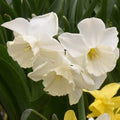 Buy Narcissus 'Elvins Voice' Bulbs online UK