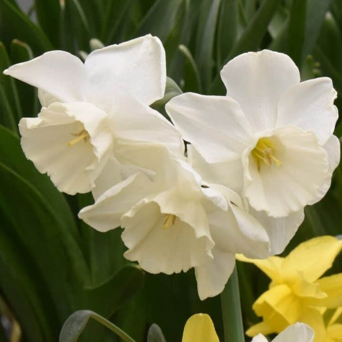 Buy Narcissus 'Elvins Voice' Bulbs online UK