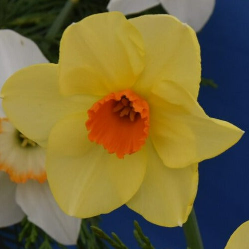 Buy Narcissus 'Pipe Major' Bulbs online UK