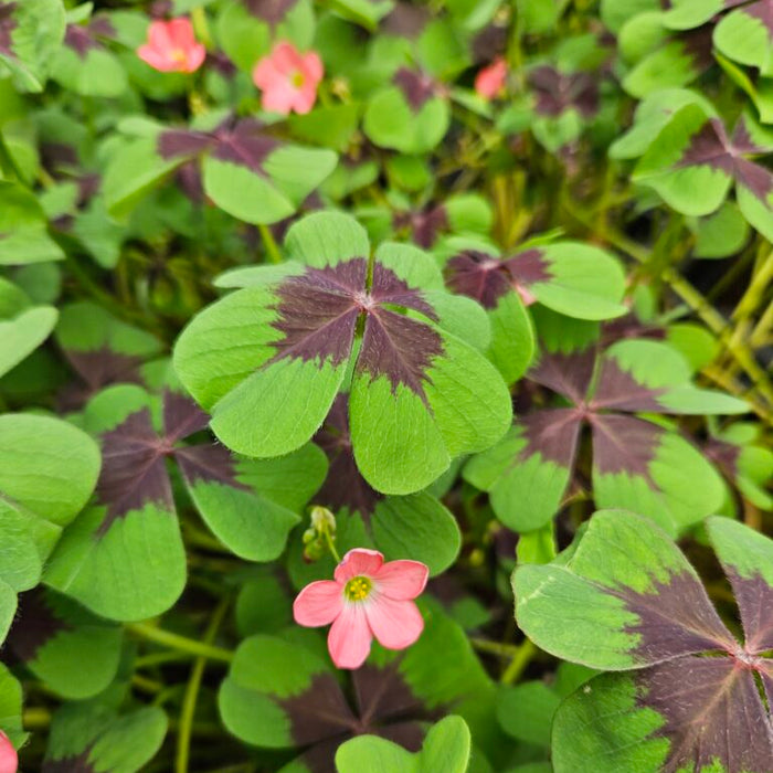 Buy Oxalis deppei 'Iron Cross' Bulbs online UK