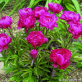 Buy Paeonia lactiflora 'Karl Rosenfield' Roots online UK