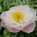 Buy Paeonia lactiflora 'Lady Alexandra Duff' Roots online UK