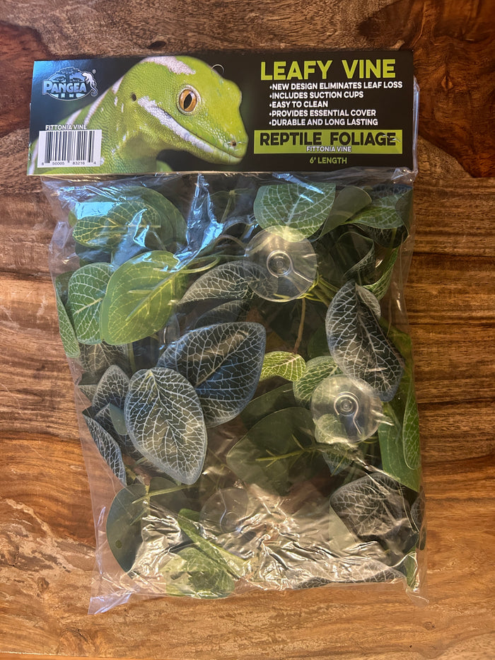 Pangea Plant - Fittonia Leafy Vine