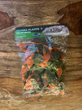 Pangea Plant - Orange