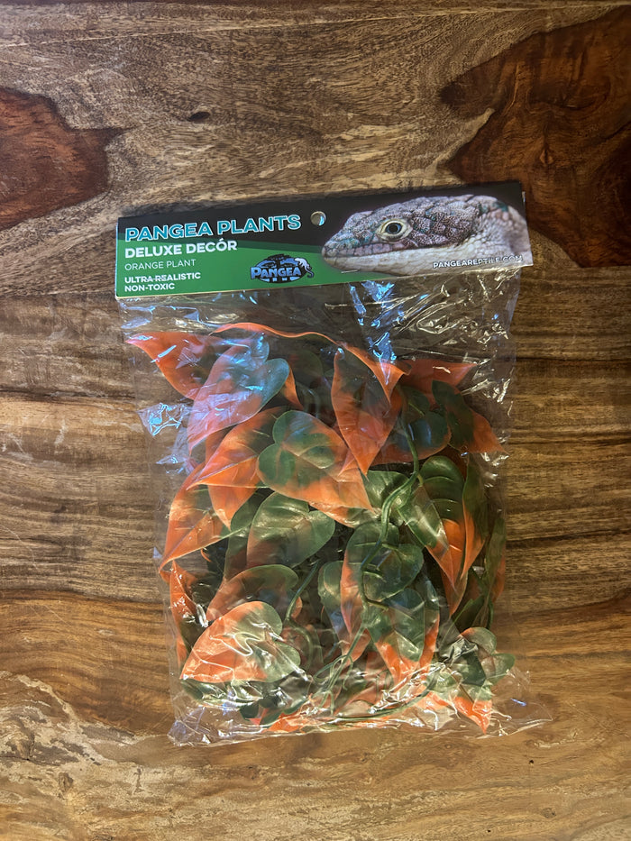 Pangea Plant - Orange