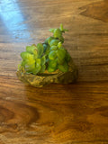 Pangea Plant - Succulent Garden #2