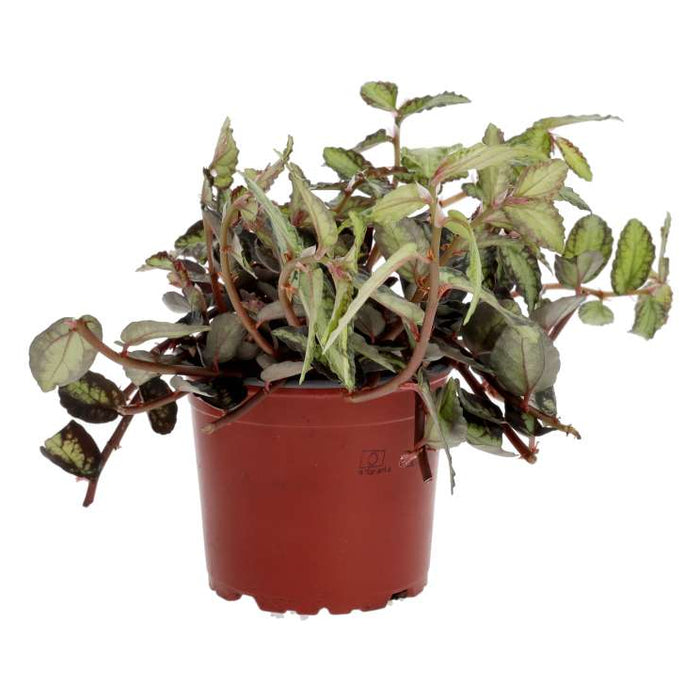 Buy Pellionia repens (Watermelon Begonia) online UK