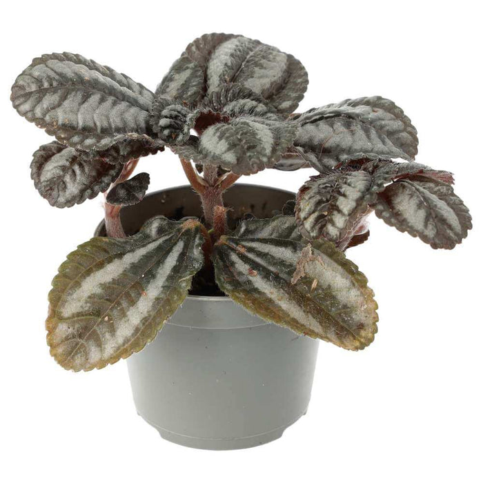 Buy Pilea involucrata (Friendship Plant) online UK