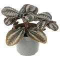Buy Pilea involucrata (Friendship Plant) online UK
