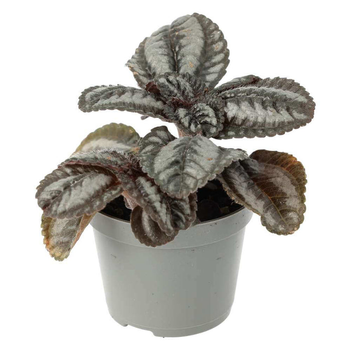 Buy Pilea involucrata (Friendship Plant) online UK