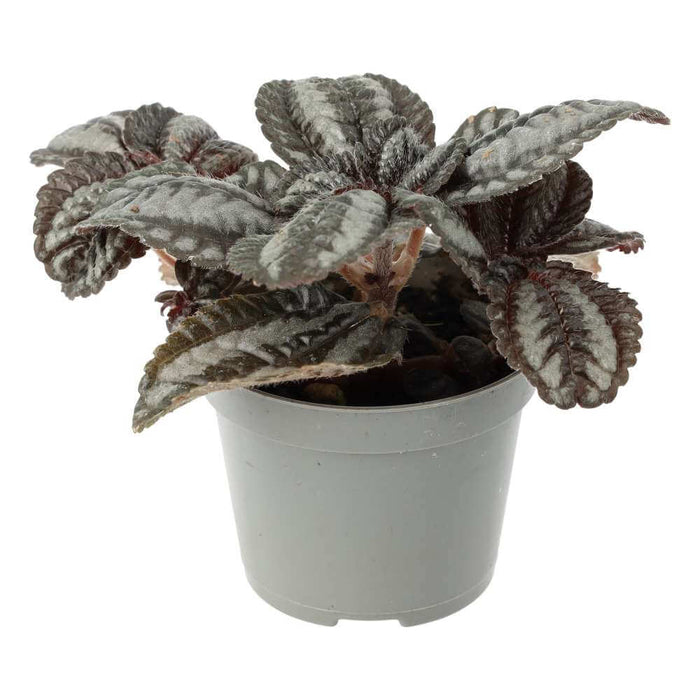 Buy Pilea involucrata (Friendship Plant) online UK