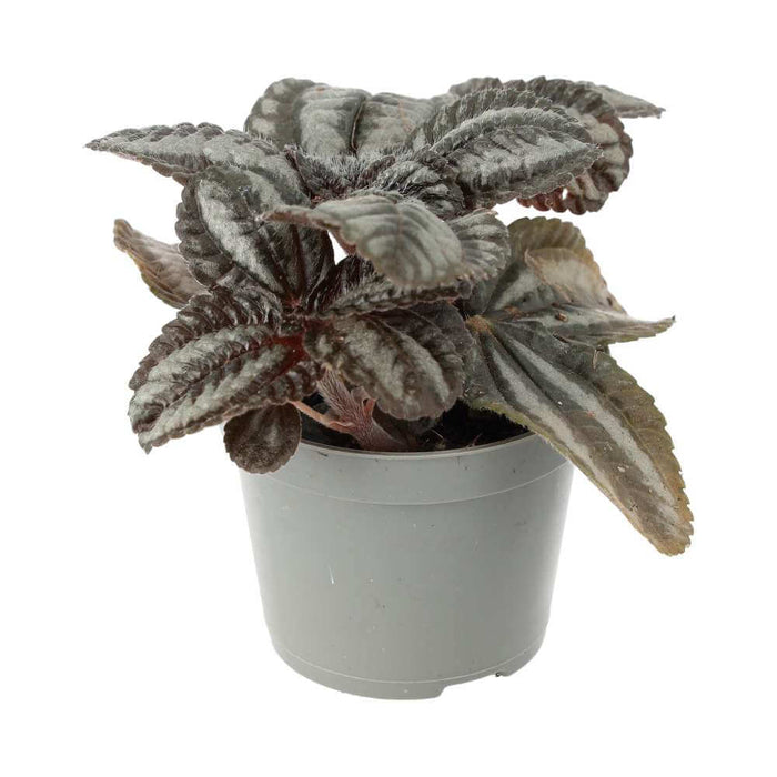 Buy Pilea involucrata (Friendship Plant) online UK