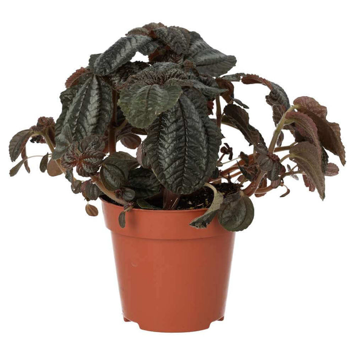 Buy Pilea involucrata (Friendship Plant) online UK