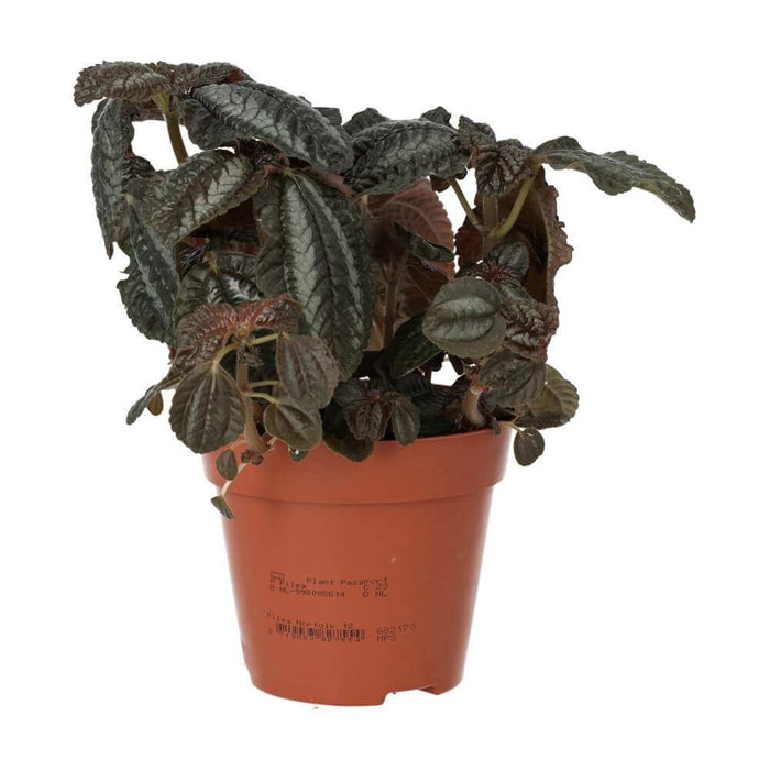 Buy Pilea involucrata (Friendship Plant) online UK