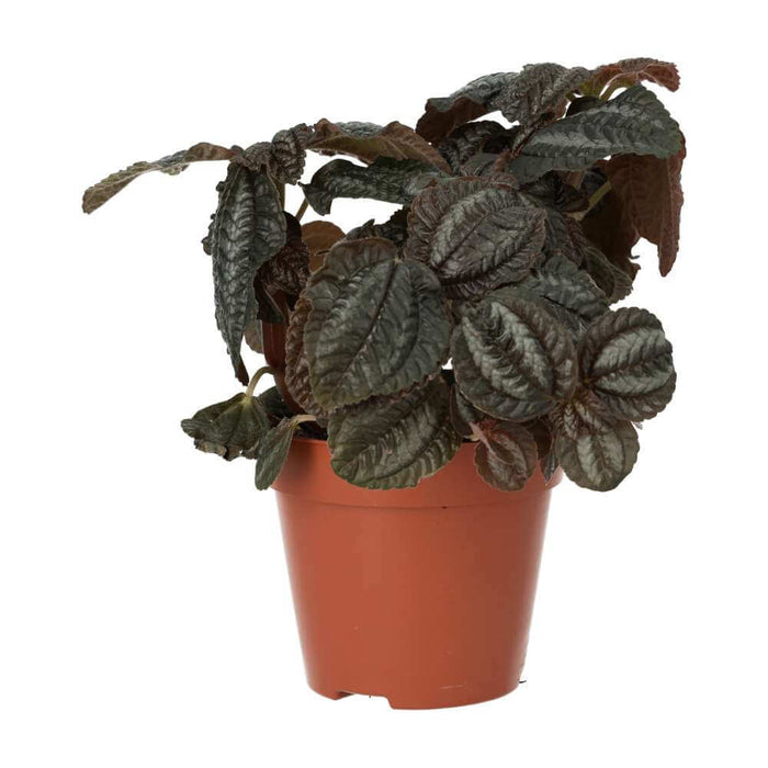 Buy Pilea involucrata (Friendship Plant) online UK