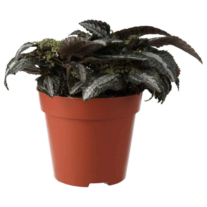 Buy Pilea involucrata (Friendship Plant) online UK