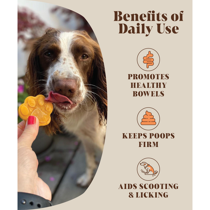 pumpkin for dogs