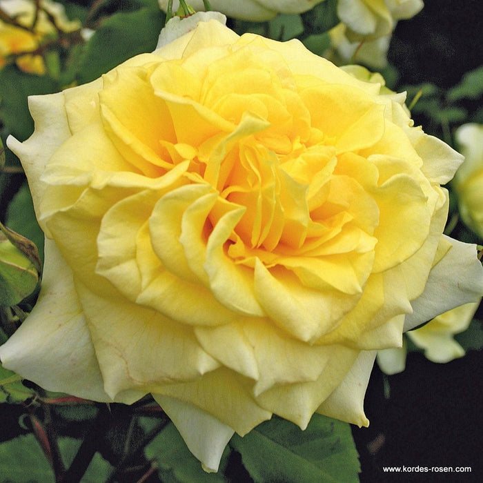 Rosa 'Abbeyfield Gold'