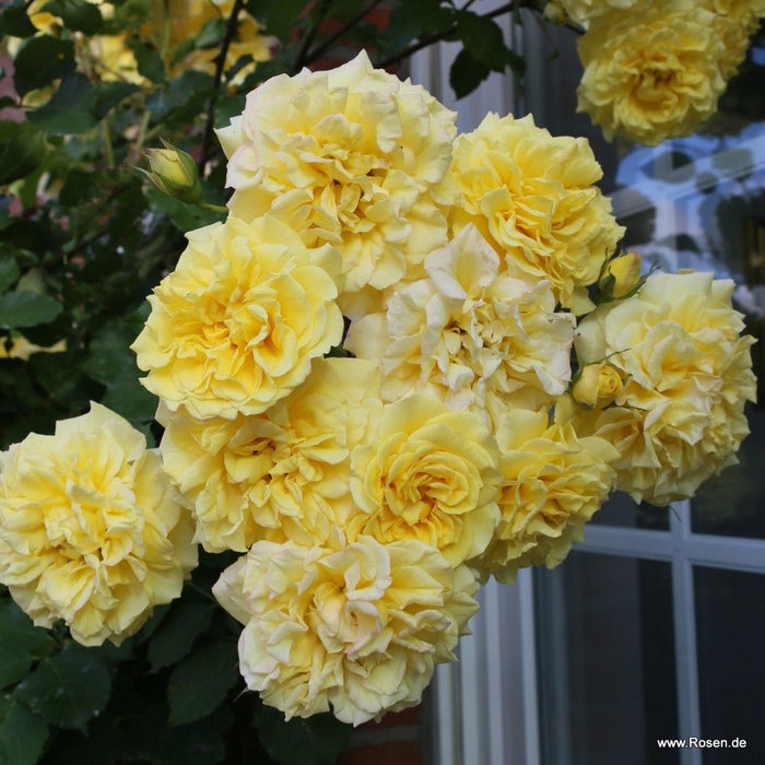 Rosa 'Abbeyfield Gold'
