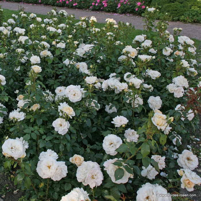 Rosa 'Champagne Moment'