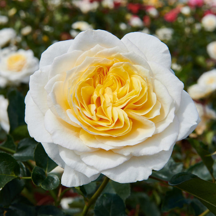 Buy Rosa 'Gisila' (Renaissance Collection) online UK