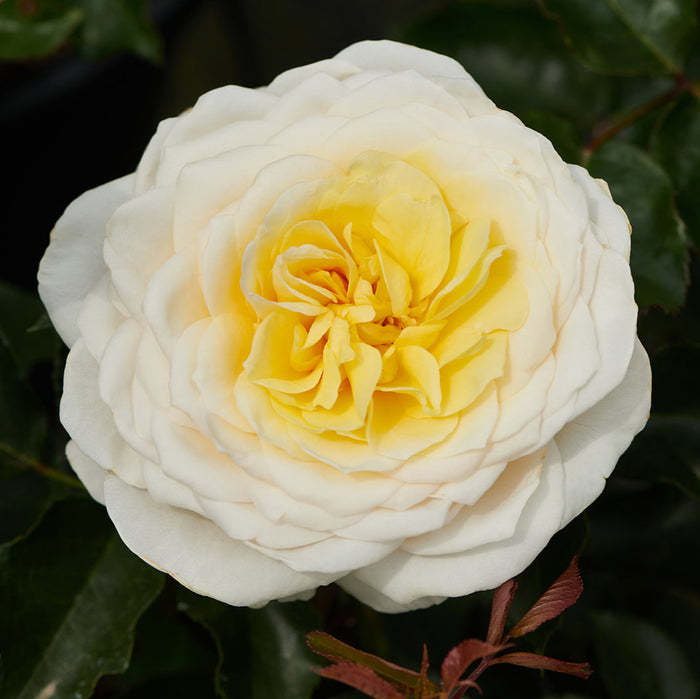 Buy Rosa 'Gisila' (Renaissance Collection) online UK