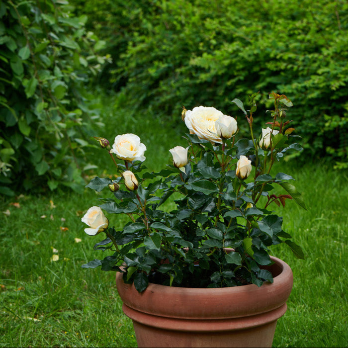 Buy Rosa 'Gisila' (Renaissance Collection) online UK
