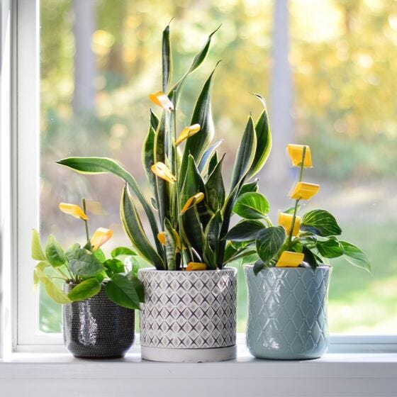 Safer® Home Houseplant Sticky Stakes