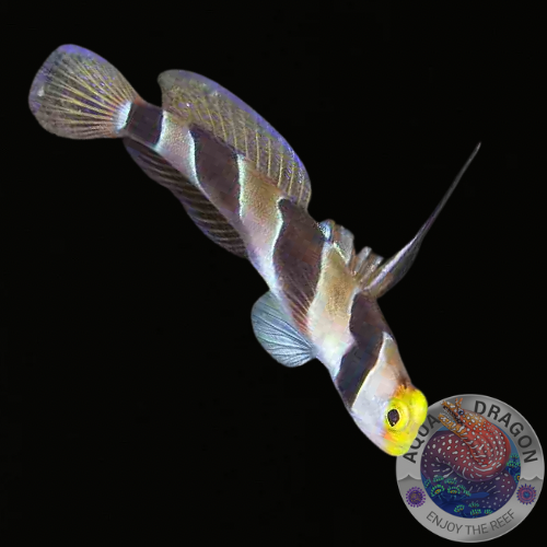 Stonogobiops xanthorhinica „Gelbnasen-Grundel“