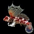 Synchiropus stellatus „Stern-Mandarinfisch“