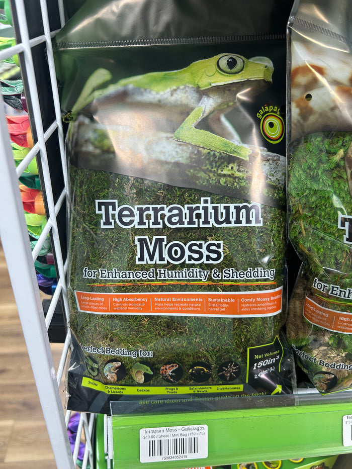 Terrarium Moss - Galapagos