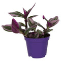 Buy Tradescantia zebrina 'Variegated' online UK