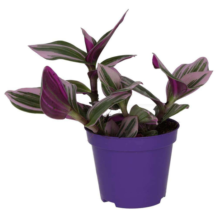 Buy Tradescantia zebrina 'Variegated' online UK