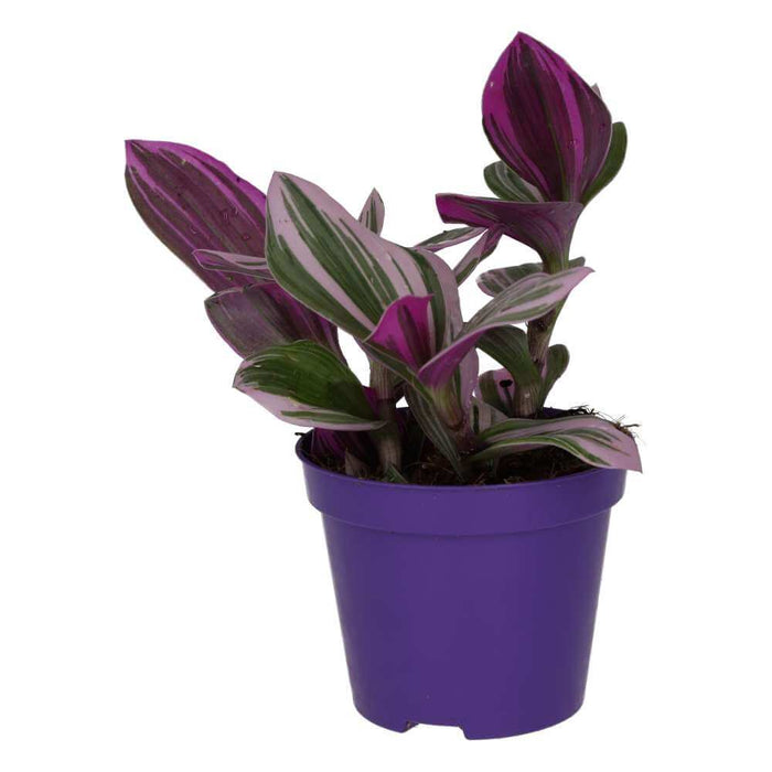 Buy Tradescantia zebrina 'Variegated' online UK