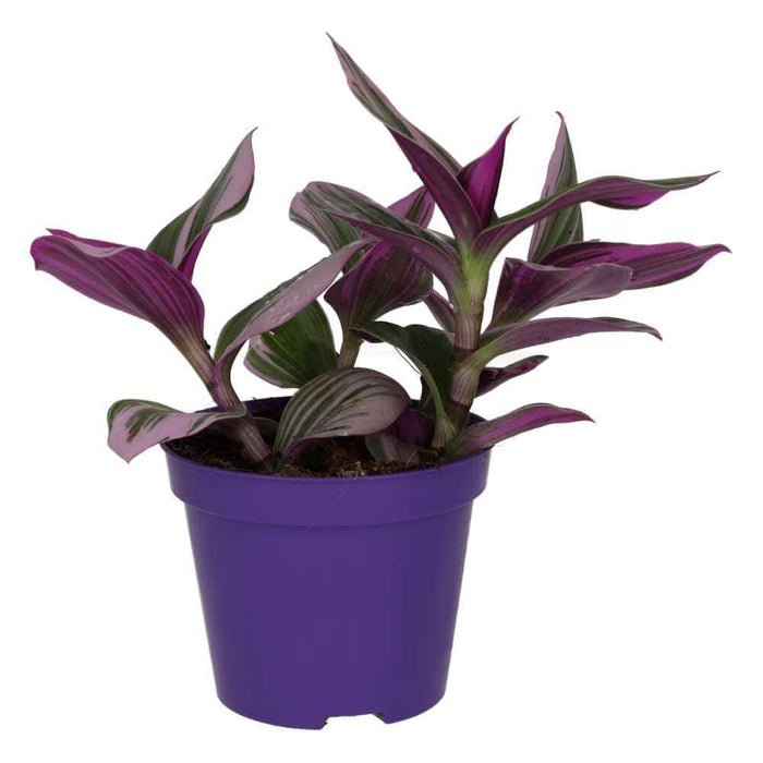 Buy Tradescantia zebrina 'Variegated' online UK