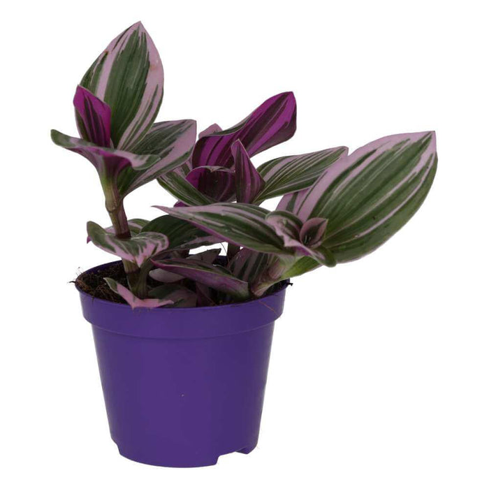 Buy Tradescantia zebrina 'Variegated' online UK