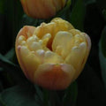 Buy Tulipa 'La Belle Epoque' Bulbs online UK