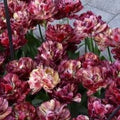 Buy Tulipa 'Nachtwacht' Bulbs online UK
