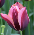 Buy Tulipa 'Slawa' Bulbs online UK