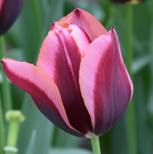 Buy Tulipa 'Slawa' Bulbs online UK