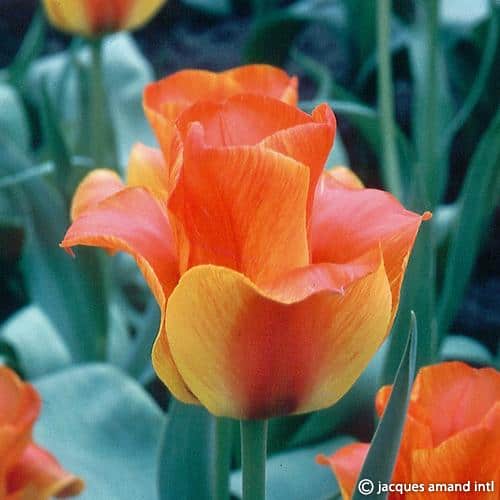 Buy Tulipa 'United States' Bulbs online UK