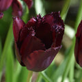 Buy Tulipa 'Vincent van Gogh' Bulbs online UK