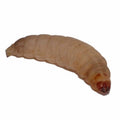 Buy Waxworms online UK
