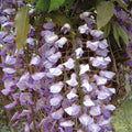 Buy Wisteria floribunda 'Cascade' online UK