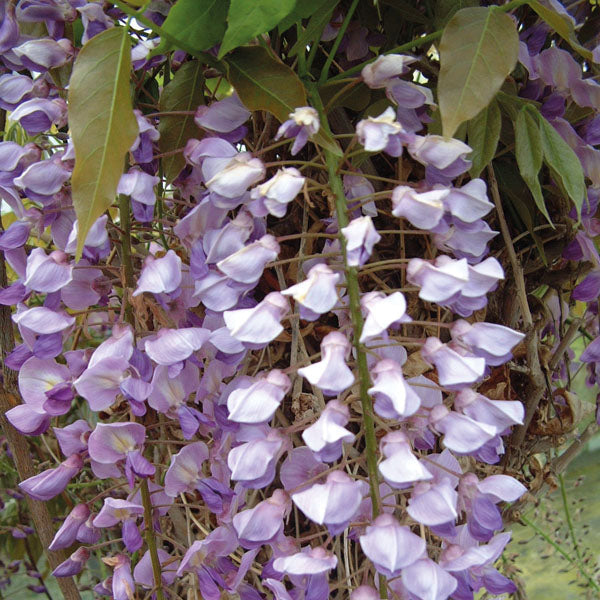 Buy Wisteria floribunda 'Cascade' online UK