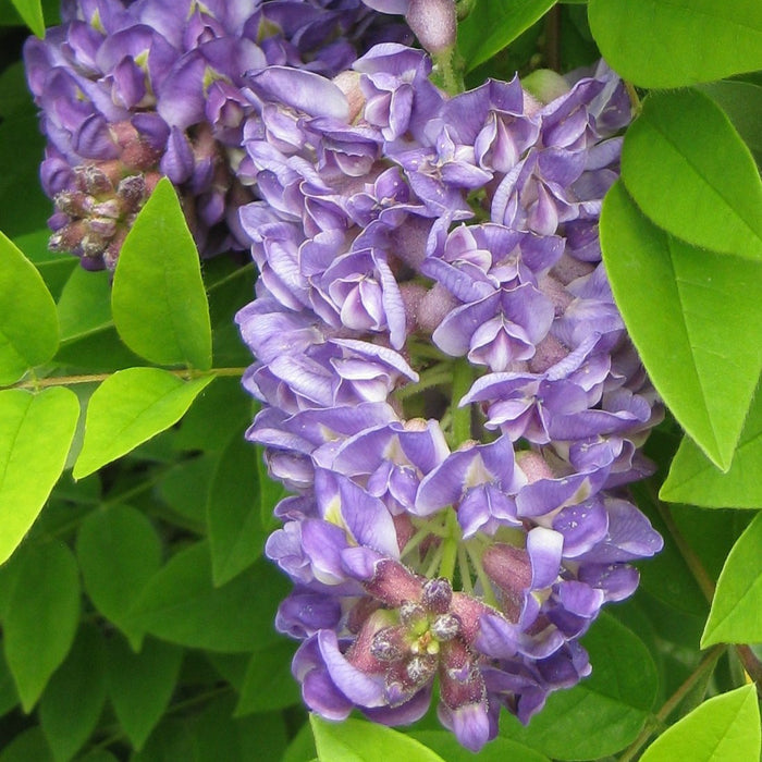 Buy Wisteria floribunda 'Lavender Falls' online UK