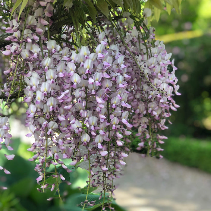 Buy Wisteria frutescens 'Longwood Purple' online UK